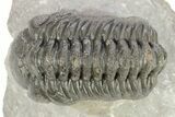 Detailed Austerops Trilobite - Ofaten, Morocco #273445-2